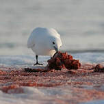 Mouette blanche