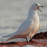 Mouette blanche