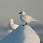 Mouette blanche