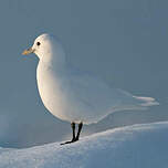 Mouette blanche