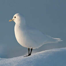 Mouette blanche