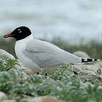 Mouette mélanocéphale