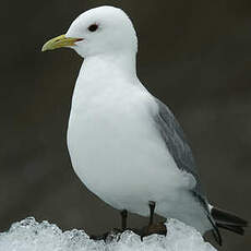 Mouette tridactyle