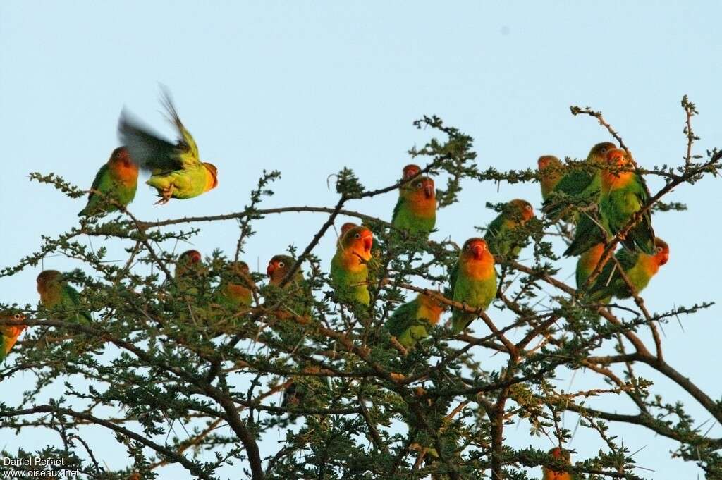 Fischer's Lovebirdadult, habitat, Behaviour