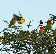 Fischer's Lovebird