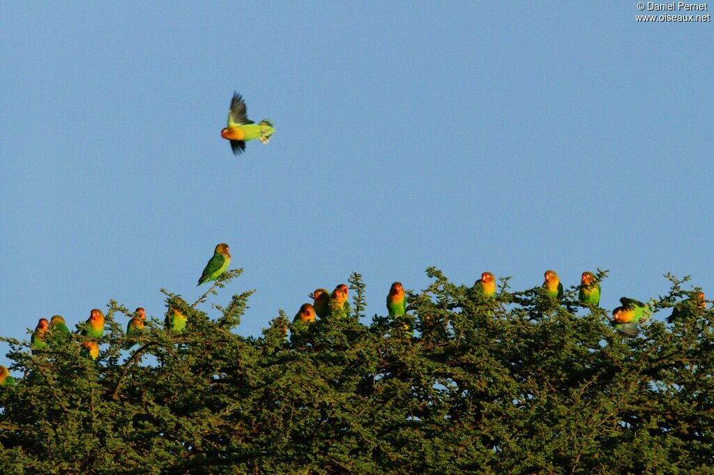 Fischer's Lovebirdadult, identification