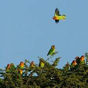 Fischer's Lovebird