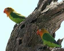 Fischer's Lovebird