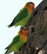 Fischer's Lovebird