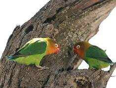 Fischer's Lovebird