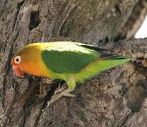 Fischer's Lovebird