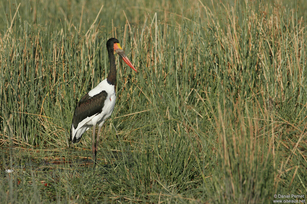 Jabiru d'Afriqueadulte, identification