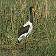 Jabiru d'Afrique