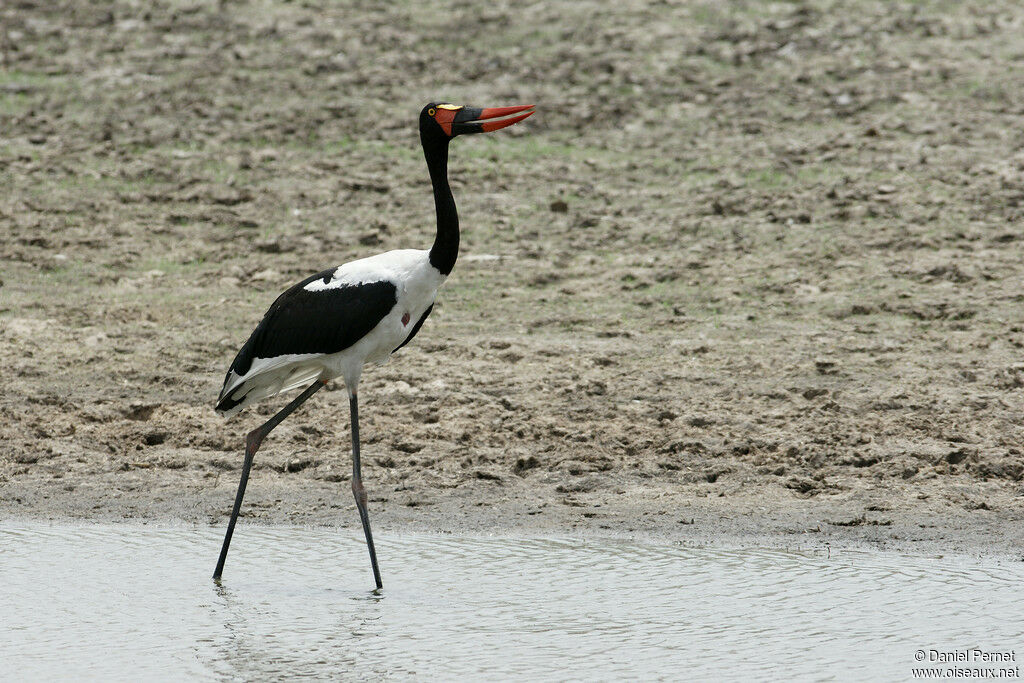 Saddle-billed Storkadult, identification