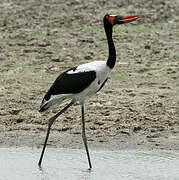 Saddle-billed Stork