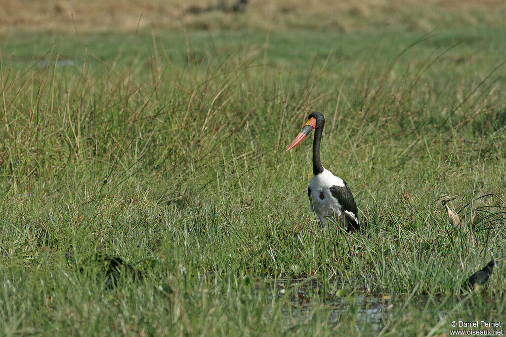 Saddle-billed Stork