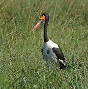 Saddle-billed Stork