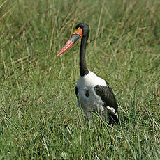 Jabiru d'Afrique