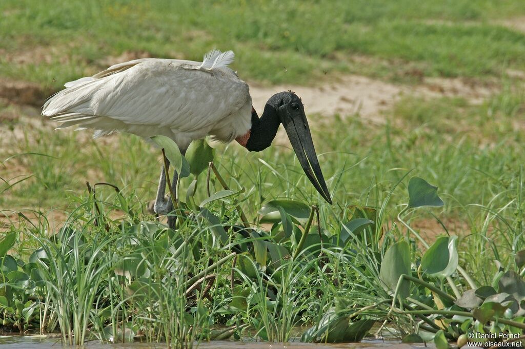 Jabiru d'Amériqueadulte, identification, Comportement