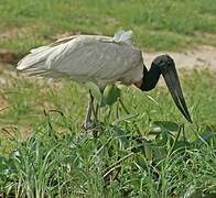 Jabiru d'Amérique