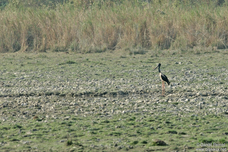 Black-necked Storkadult, habitat, walking