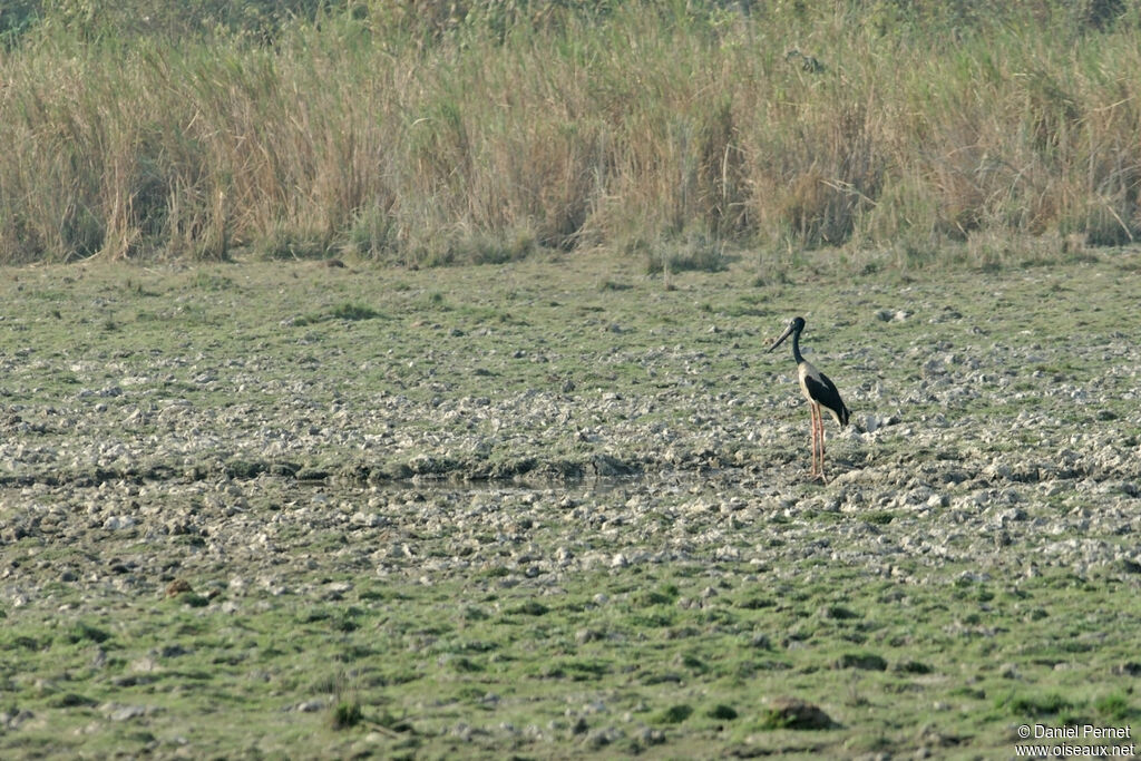 Black-necked Storkadult, habitat, walking