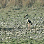 Jabiru d'Asie