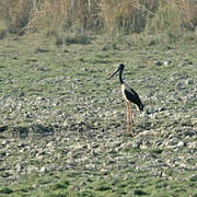 Black-necked Stork