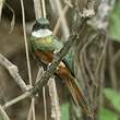 Jacamar à queue rousse