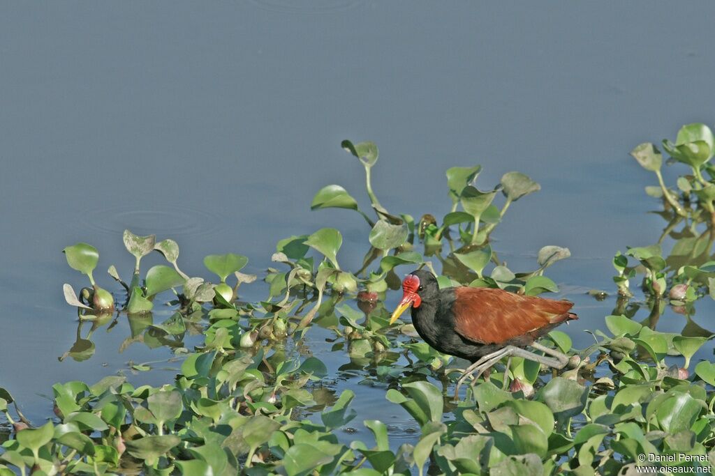 Wattled Jacanaadult, identification