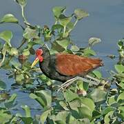 Wattled Jacana