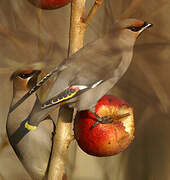 Bohemian Waxwing