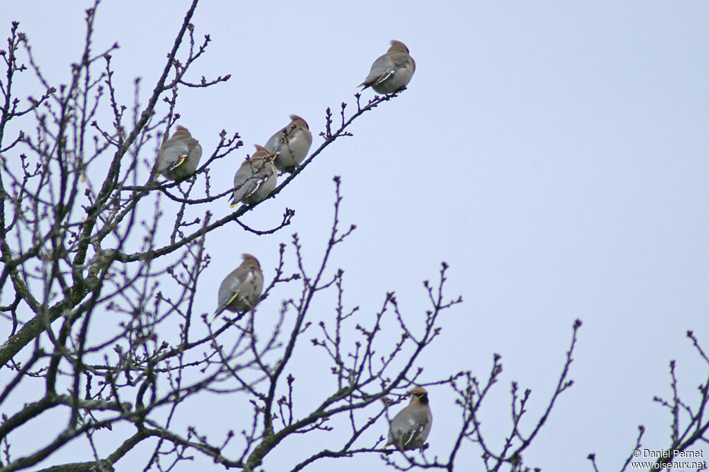 Bohemian Waxwingadult, identification