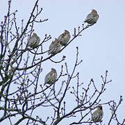 Bohemian Waxwing