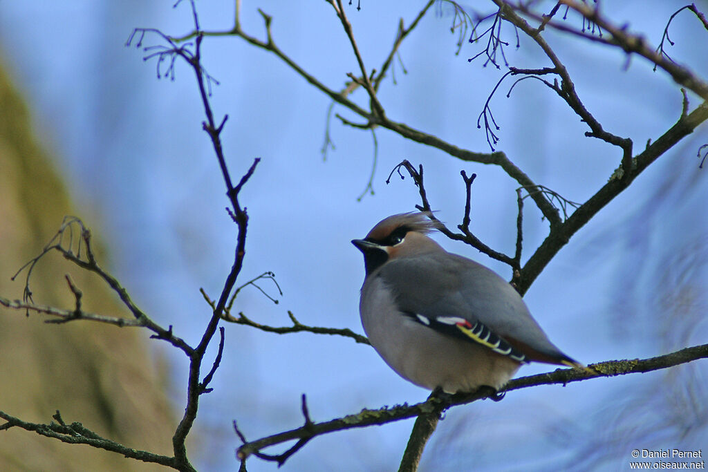 Bohemian Waxwingadult, identification