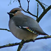 Bohemian Waxwing