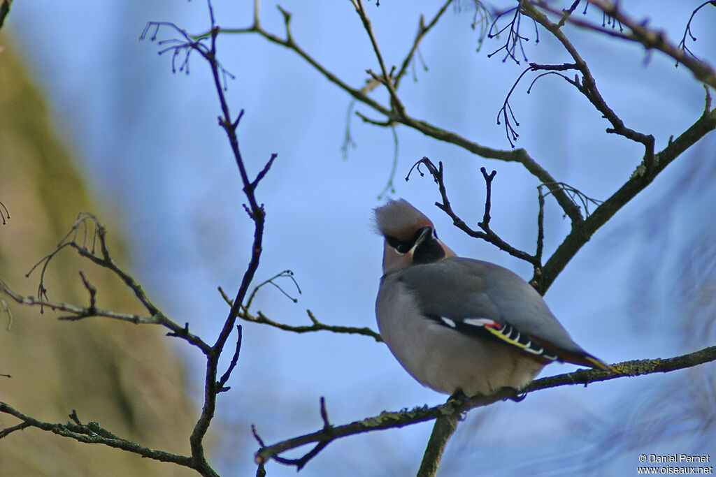 Bohemian Waxwingadult