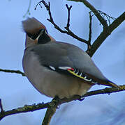 Bohemian Waxwing