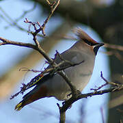 Bohemian Waxwing