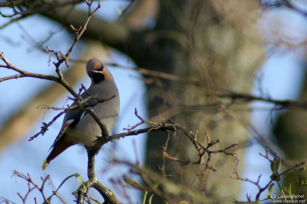 Bohemian Waxwingadult, identification, Behaviour