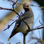 Bohemian Waxwing