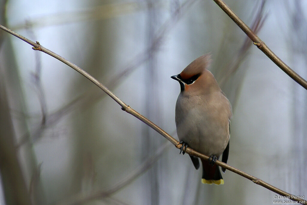 Jaseur boréaladulte, identification