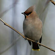 Bohemian Waxwing