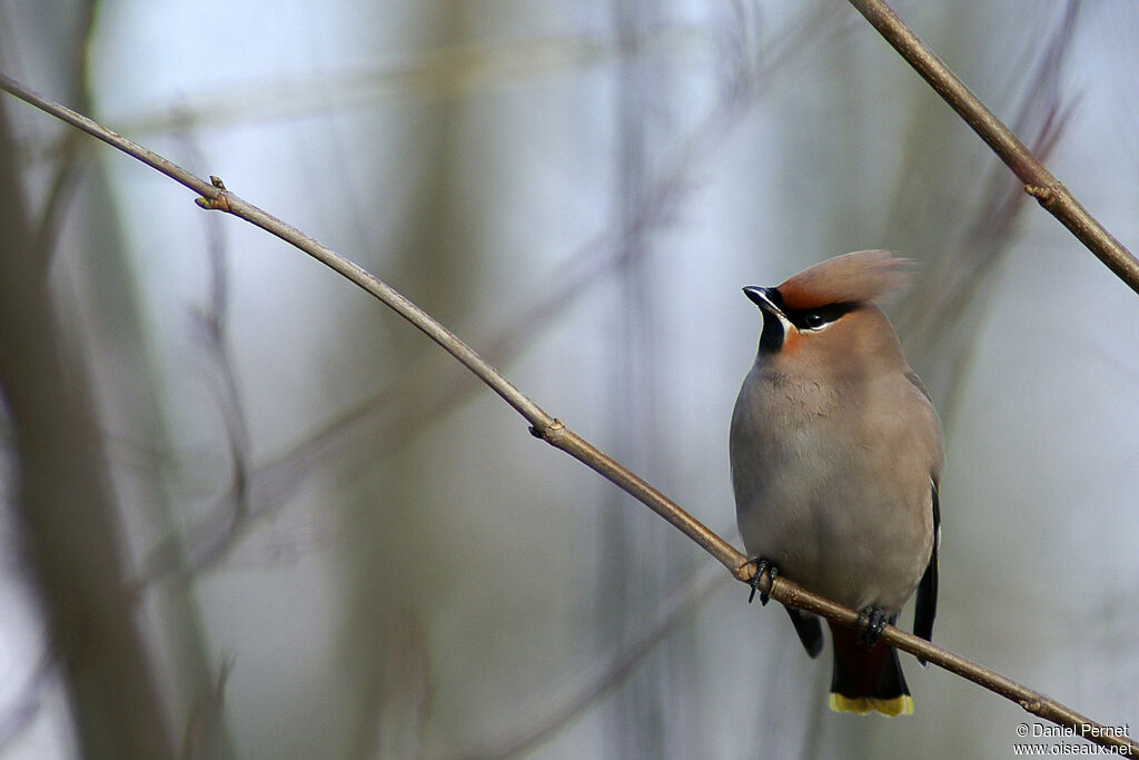 Bohemian Waxwingadult, identification