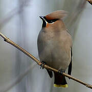 Bohemian Waxwing