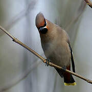 Bohemian Waxwing