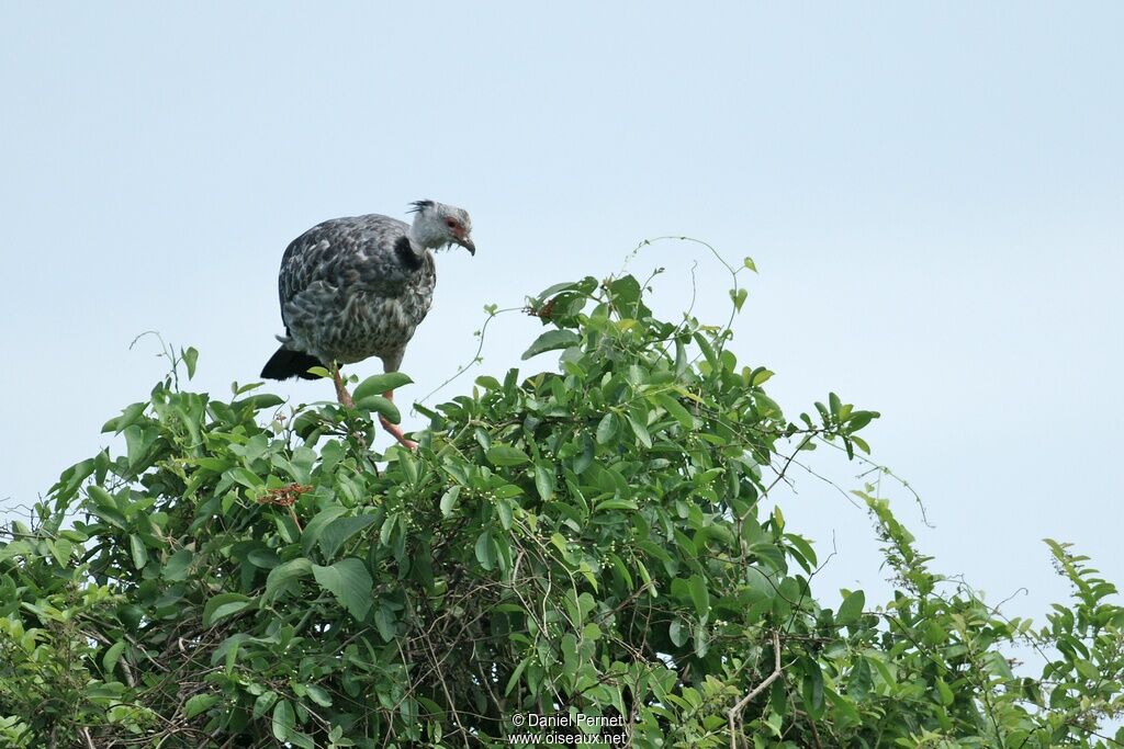 Southern Screameradult, identification, Behaviour