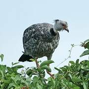 Southern Screamer