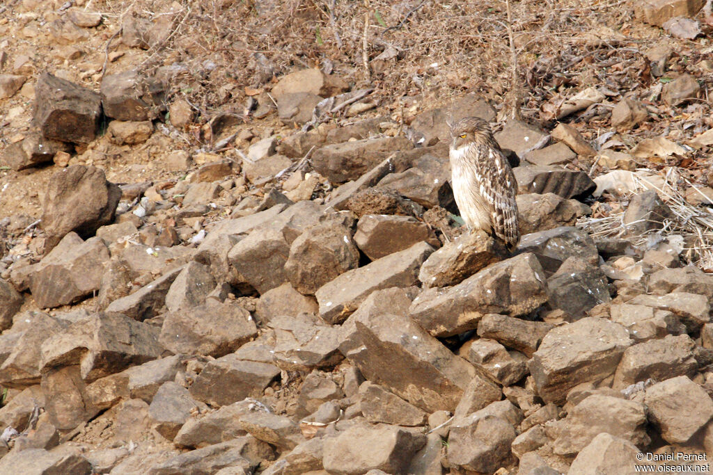 Kétoupa brunadulte, identification