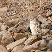 Brown Fish Owl